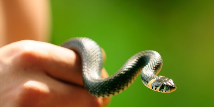 Oklahoma: Man Allegedly Wields a Snake, Robs Casino Patron