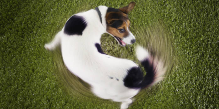 Internet Casino Gambling in the US Gains Momentum Despite Challenges